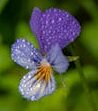 A detailed close-up of a Viola flower with dew drops on petals, showcasing vibrant colors and natural beauty.